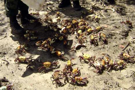 Caranguejo U&ccedil;a